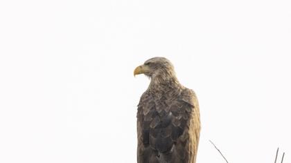 White-tailed Eagle