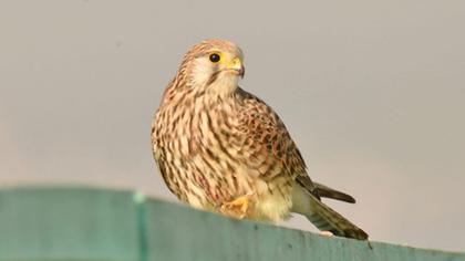 Lesser Kestrel