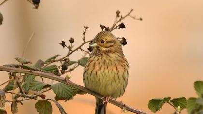 Cirl Bunting