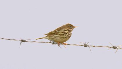 Meadow Pipit