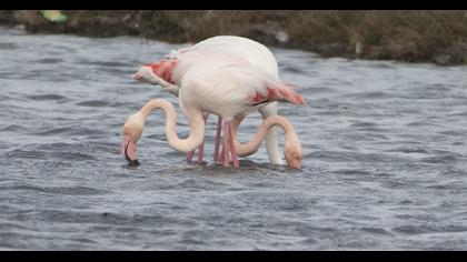 Greater Flamingo
