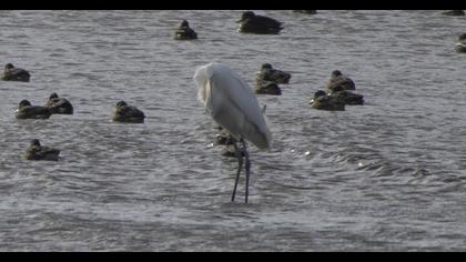 Great Egret