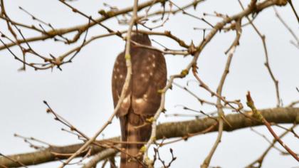 Eurasian Sparrowhawk