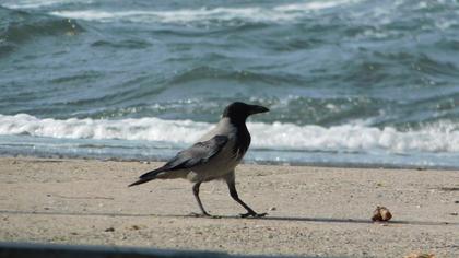Hooded Crow