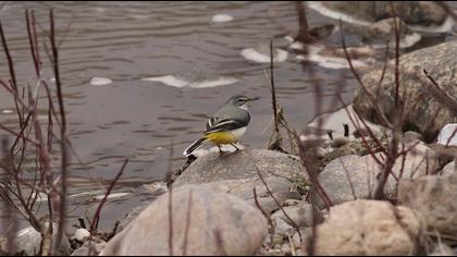 Grey Wagtail
