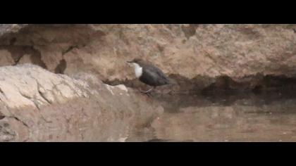 White-throated Dipper