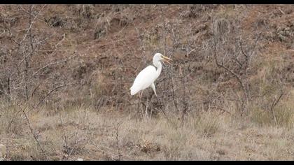Great Egret