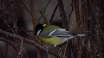 Great Tit