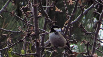 Coal Tit