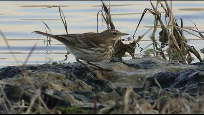 Water Pipit