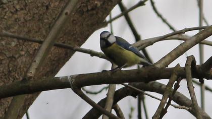 Eurasian Blue Tit