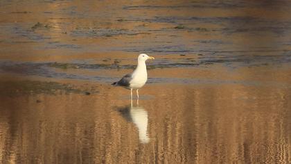 Caspian Gull