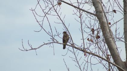 Common Buzzard