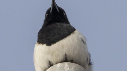 Eurasian Magpie