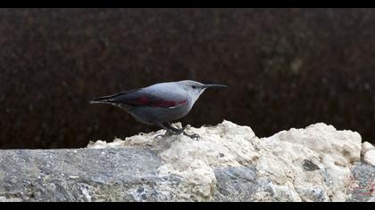Wallcreeper
