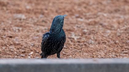 Common Starling