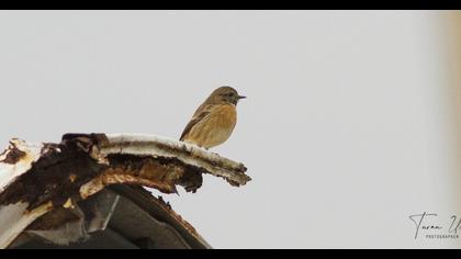 European Stonechat