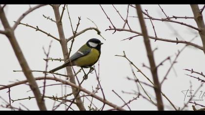 Great Tit