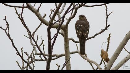 Eurasian Sparrowhawk