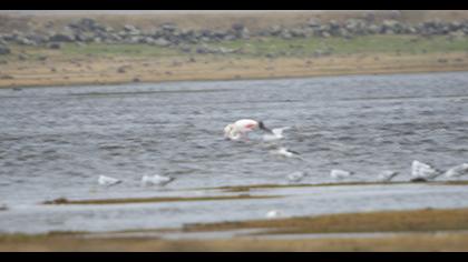 Greater Flamingo