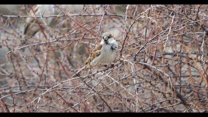House Sparrow