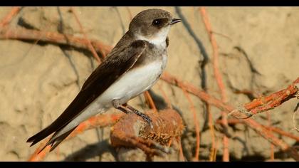 Sand Martin