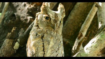 Eurasian Scops Owl