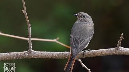 Black Redstart