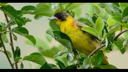 Black-headed Bunting