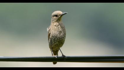 Blue Rock Thrush