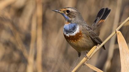 Bluethroat