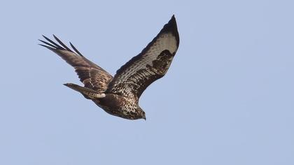 Common Buzzard