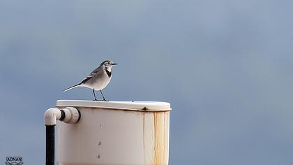 White Wagtail