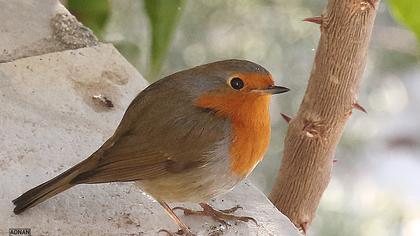 European Robin
