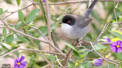 Sardinian Warbler