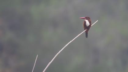 White-throated Kingfisher