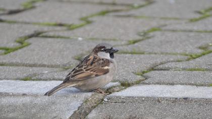 House Sparrow