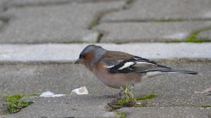 Common Chaffinch