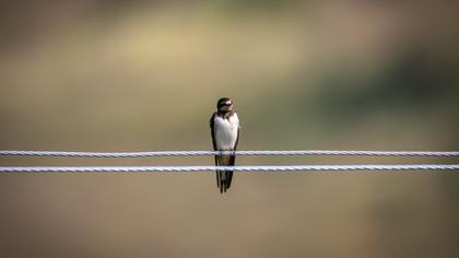 Barn Swallow