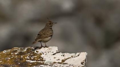 Crested Lark
