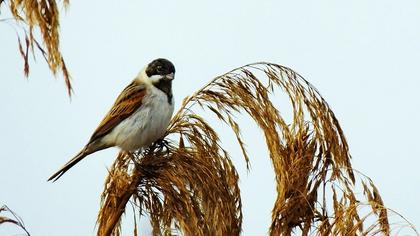 Common Reed Bunting