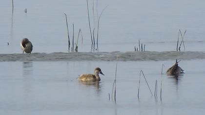 Red-crested Pochard