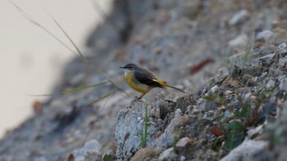 Grey Wagtail
