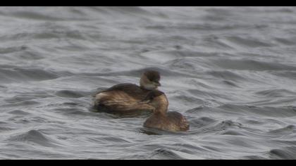 Little Grebe