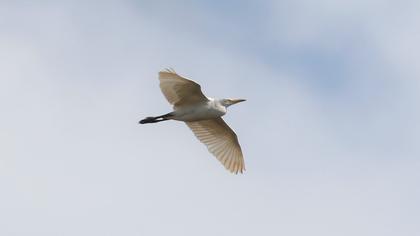 Western Cattle Egret