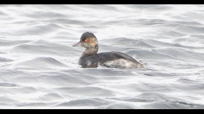 Black-necked Grebe