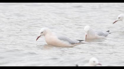 Slender-billed Gull