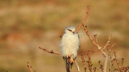 Black-winged Kite