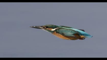 Common Kingfisher