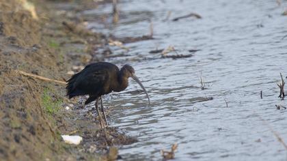 Glossy Ibis